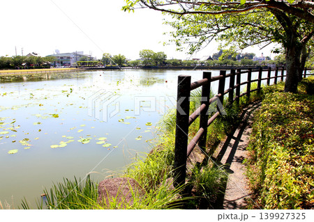 蓮華寺池公園　蓮華寺池　藤枝市　静岡県　東海地方　花・水・鳥・笑顔の楽園　蓮　花菖蒲　公園　 139927325