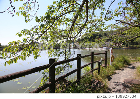 蓮華寺池公園　蓮華寺池　藤枝市　静岡県　東海地方　花・水・鳥・笑顔の楽園　蓮　花菖蒲　公園　 139927334