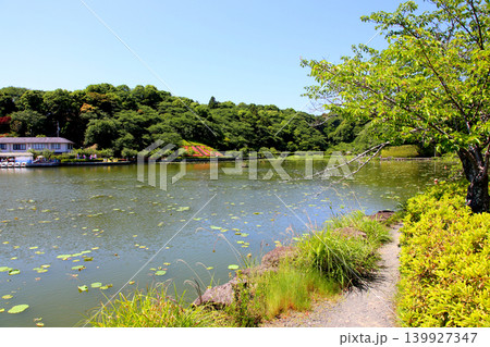 蓮華寺池公園　蓮華寺池　藤枝市　静岡県　東海地方　花・水・鳥・笑顔の楽園　蓮　花菖蒲　公園　 139927347