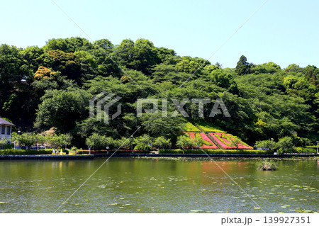 蓮華寺池公園 蓮華寺池 藤枝市 静岡県 東海地方 花・水・鳥・笑顔の楽園 蓮 花菖蒲 公園 蓮華寺池公園 蓮華寺池 藤枝市 静岡県 東海地方 花・水・鳥・笑顔の楽園 蓮 花菖蒲 公園 139927351