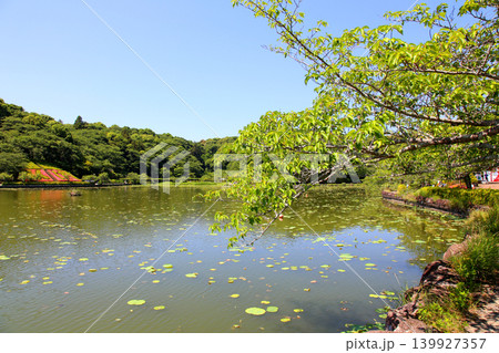 蓮華寺池公園 蓮華寺池 藤枝市 静岡県 東海地方 花・水・鳥・笑顔の楽園 蓮 花菖蒲 公園 蓮華寺池公園 蓮華寺池 藤枝市 静岡県 東海地方 花・水・鳥・笑顔の楽園 蓮 花菖蒲 公園 139927357
