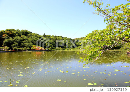 蓮華寺池公園 蓮華寺池 藤枝市 静岡県 東海地方 花・水・鳥・笑顔の楽園 蓮 花菖蒲 公園 蓮華寺池公園 蓮華寺池 藤枝市 静岡県 東海地方 花・水・鳥・笑顔の楽園 蓮 花菖蒲 公園 139927359