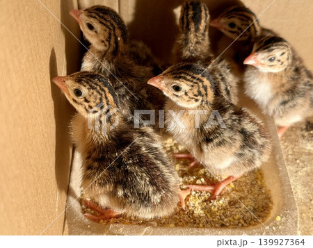 Close-up of guinea fowl chicks in a box. Breeding poultry on a farm. Close-up of guinea fowl chicks in a box. Breeding poultry on a farm. 139927364