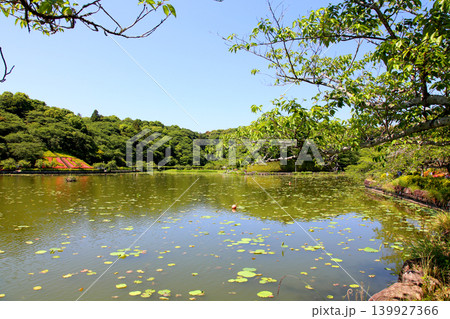 蓮華寺池公園 蓮華寺池 藤枝市 静岡県 東海地方 花・水・鳥・笑顔の楽園 蓮 花菖蒲 公園 蓮華寺池公園 蓮華寺池 藤枝市 静岡県 東海地方 花・水・鳥・笑顔の楽園 蓮 花菖蒲 公園 139927366