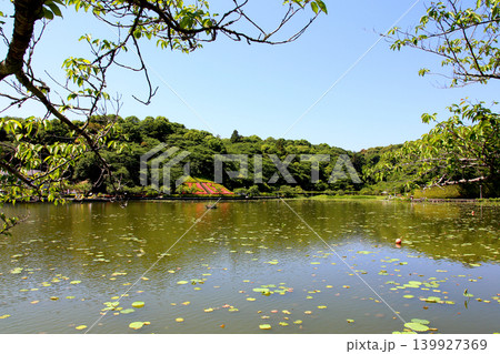 蓮華寺池公園　蓮華寺池　藤枝市　静岡県　東海地方　花・水・鳥・笑顔の楽園　蓮　花菖蒲　公園　 139927369