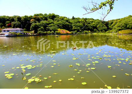 蓮華寺池公園 蓮華寺池 藤枝市 静岡県 東海地方 花・水・鳥・笑顔の楽園 蓮 花菖蒲 公園 蓮華寺池公園 蓮華寺池 藤枝市 静岡県 東海地方 花・水・鳥・笑顔の楽園 蓮 花菖蒲 公園 139927372