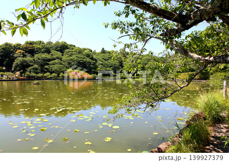蓮華寺池公園　蓮華寺池　藤枝市　静岡県　東海地方　花・水・鳥・笑顔の楽園　蓮　花菖蒲　公園　 139927379