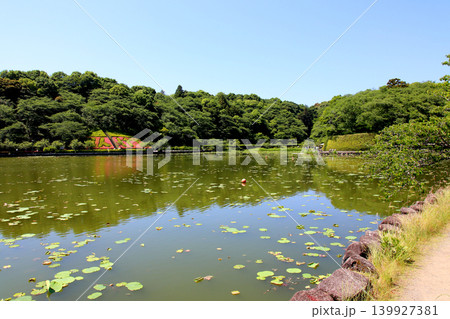 蓮華寺池公園　蓮華寺池　藤枝市　静岡県　東海地方　花・水・鳥・笑顔の楽園　蓮　花菖蒲　公園　 139927381
