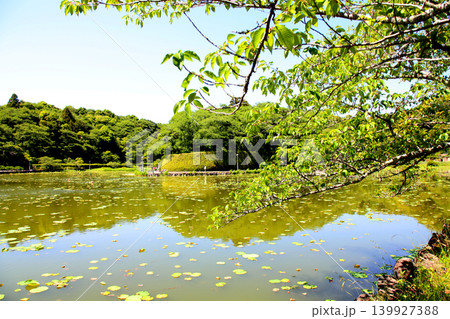 蓮華寺池公園　蓮華寺池　藤枝市　静岡県　東海地方　花・水・鳥・笑顔の楽園　蓮　花菖蒲　公園　 139927388