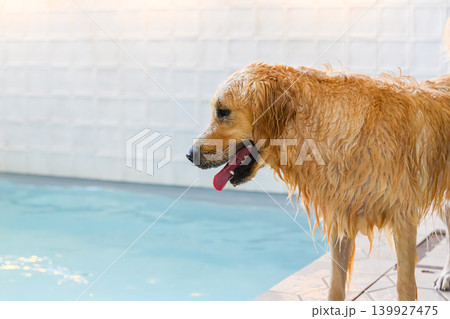 水辺の濡れたゴールデンレトリバー 水辺の濡れたゴールデンレトリバー 139927475