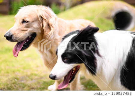 芝生にいる2匹の犬 芝生にいる2匹の犬 139927488