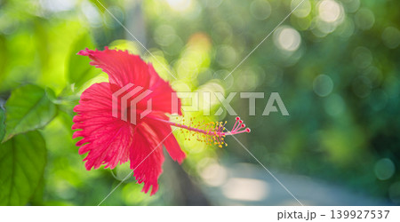 Red hibiscus flower green bokeh wider stunning macro breathtaking exotic botanical nature closeup soft sunlight floral beauty blossom outdoor garden background wallpaper tropical romantic passionate Red hibiscus flower green bokeh wider stunning macro breathtaking exotic botanical nature closeup soft sunlight floral beauty blossom outdoor garden background wallpaper tropical romantic passionate 139927537