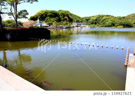 蓮華寺池公園 蓮華寺池 藤枝市 静岡県 東海地方 花・水・鳥・笑顔の楽園 蓮 れんげじいけ 蓮華寺池公園 蓮華寺池 藤枝市 静岡県 東海地方 花・水・鳥・笑顔の楽園 蓮 れんげじいけ 139927625