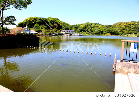 蓮華寺池公園 蓮華寺池 藤枝市 静岡県 東海地方 花・水・鳥・笑顔の楽園 蓮 れんげじいけ 蓮華寺池公園 蓮華寺池 藤枝市 静岡県 東海地方 花・水・鳥・笑顔の楽園 蓮 れんげじいけ 139927626