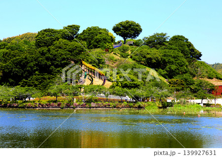 蓮華寺池公園　蓮華寺池　藤枝市　静岡県　東海地方　花・水・鳥・笑顔の楽園　蓮　れんげじいけ　　 139927631