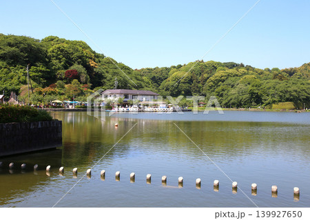 蓮華寺池公園　蓮華寺池　藤枝市　静岡県　東海地方　花・水・鳥・笑顔の楽園　蓮　れんげじいけ　　 139927650