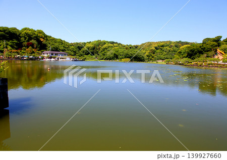 蓮華寺池公園　蓮華寺池　藤枝市　静岡県　東海地方　花・水・鳥・笑顔の楽園　蓮　れんげじいけ　　 139927660