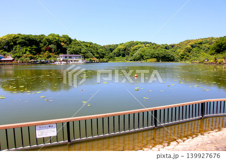 蓮華寺池公園　蓮華寺池　藤枝市　静岡県　東海地方　花・水・鳥・笑顔の楽園　蓮　れんげじいけ　　 139927676