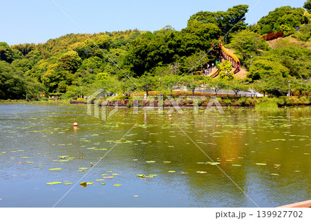 蓮華寺池公園 蓮華寺池 藤枝市 静岡県 東海地方 花・水・鳥・笑顔の楽園 蓮 れんげじいけ 蓮華寺池公園 蓮華寺池 藤枝市 静岡県 東海地方 花・水・鳥・笑顔の楽園 蓮 れんげじいけ 139927702