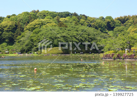 蓮華寺池公園 蓮華寺池 藤枝市 静岡県 東海地方 花・水・鳥・笑顔の楽園 蓮 れんげじいけ 蓮華寺池公園 蓮華寺池 藤枝市 静岡県 東海地方 花・水・鳥・笑顔の楽園 蓮 れんげじいけ 139927725
