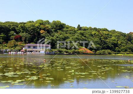 蓮華寺池公園 蓮華寺池 藤枝市 静岡県 東海地方 花・水・鳥・笑顔の楽園 蓮 れんげじいけ 蓮華寺池公園 蓮華寺池 藤枝市 静岡県 東海地方 花・水・鳥・笑顔の楽園 蓮 れんげじいけ 139927738