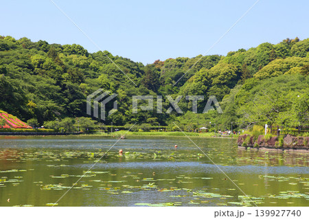 蓮華寺池公園 蓮華寺池 藤枝市 静岡県 東海地方 花・水・鳥・笑顔の楽園 蓮 れんげじいけ 蓮華寺池公園 蓮華寺池 藤枝市 静岡県 東海地方 花・水・鳥・笑顔の楽園 蓮 れんげじいけ 139927740