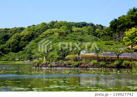 蓮華寺池公園 蓮華寺池 藤枝市 静岡県 東海地方 花・水・鳥・笑顔の楽園 蓮 れんげじいけ 蓮華寺池公園 蓮華寺池 藤枝市 静岡県 東海地方 花・水・鳥・笑顔の楽園 蓮 れんげじいけ 139927742