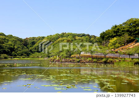 蓮華寺池公園 蓮華寺池 藤枝市 静岡県 東海地方 花・水・鳥・笑顔の楽園 蓮 れんげじいけ 蓮華寺池公園 蓮華寺池 藤枝市 静岡県 東海地方 花・水・鳥・笑顔の楽園 蓮 れんげじいけ 139927743