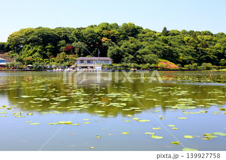蓮華寺池公園　蓮華寺池　藤枝市　静岡県　東海地方　花・水・鳥・笑顔の楽園　蓮　れんげじいけ　　 139927758