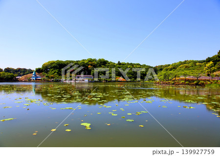 蓮華寺池公園 蓮華寺池 藤枝市 静岡県 東海地方 花・水・鳥・笑顔の楽園 蓮 れんげじいけ 蓮華寺池公園 蓮華寺池 藤枝市 静岡県 東海地方 花・水・鳥・笑顔の楽園 蓮 れんげじいけ 139927759
