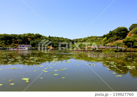 蓮華寺池公園　蓮華寺池　藤枝市　静岡県　東海地方　花・水・鳥・笑顔の楽園　蓮　れんげじいけ　　 139927760