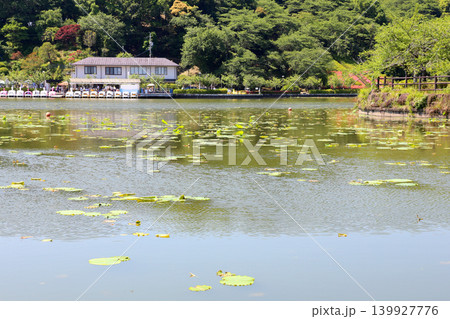 蓮華寺池公園 蓮華寺池 藤枝市 静岡県 東海地方 花・水・鳥・笑顔の楽園 蓮 れんげじいけ 蓮華寺池公園 蓮華寺池 藤枝市 静岡県 東海地方 花・水・鳥・笑顔の楽園 蓮 れんげじいけ 139927776