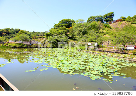 蓮華寺池公園 蓮華寺池 藤枝市 静岡県 東海地方 花・水・鳥・笑顔の楽園 蓮 れんげじいけ 蓮華寺池公園 蓮華寺池 藤枝市 静岡県 東海地方 花・水・鳥・笑顔の楽園 蓮 れんげじいけ 139927790