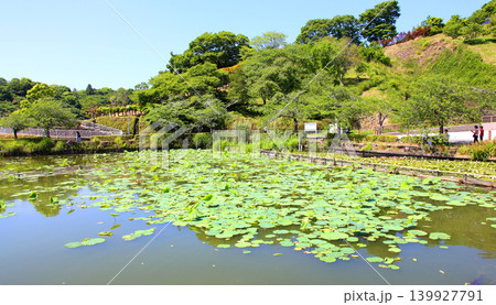 蓮華寺池公園 蓮華寺池 藤枝市 静岡県 東海地方 花・水・鳥・笑顔の楽園 蓮 れんげじいけ 蓮華寺池公園 蓮華寺池 藤枝市 静岡県 東海地方 花・水・鳥・笑顔の楽園 蓮 れんげじいけ 139927791