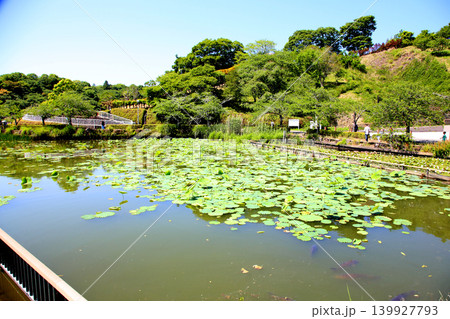 蓮華寺池公園 蓮華寺池 藤枝市 静岡県 東海地方 花・水・鳥・笑顔の楽園 蓮 れんげじいけ 蓮華寺池公園 蓮華寺池 藤枝市 静岡県 東海地方 花・水・鳥・笑顔の楽園 蓮 れんげじいけ 139927793
