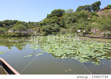 蓮華寺池公園 蓮華寺池 藤枝市 静岡県 東海地方 花・水・鳥・笑顔の楽園 蓮 れんげじいけ 蓮華寺池公園 蓮華寺池 藤枝市 静岡県 東海地方 花・水・鳥・笑顔の楽園 蓮 れんげじいけ 139927794