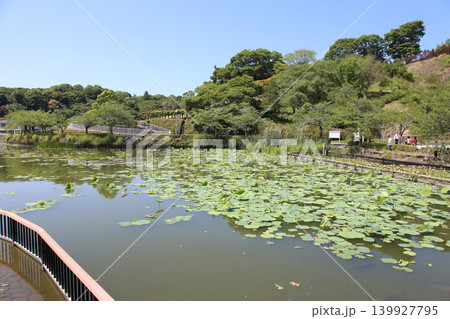 蓮華寺池公園 蓮華寺池 藤枝市 静岡県 東海地方 花・水・鳥・笑顔の楽園 蓮 れんげじいけ 蓮華寺池公園 蓮華寺池 藤枝市 静岡県 東海地方 花・水・鳥・笑顔の楽園 蓮 れんげじいけ 139927795