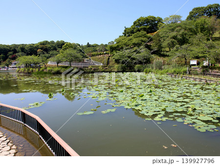 蓮華寺池公園 蓮華寺池 藤枝市 静岡県 東海地方 花・水・鳥・笑顔の楽園 蓮 れんげじいけ 蓮華寺池公園 蓮華寺池 藤枝市 静岡県 東海地方 花・水・鳥・笑顔の楽園 蓮 れんげじいけ 139927796