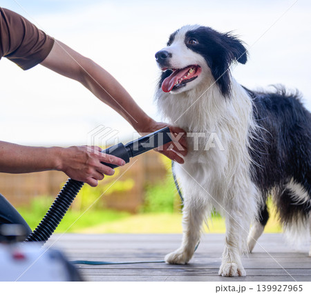 犬の毛を乾かす 犬の毛を乾かす 139927965