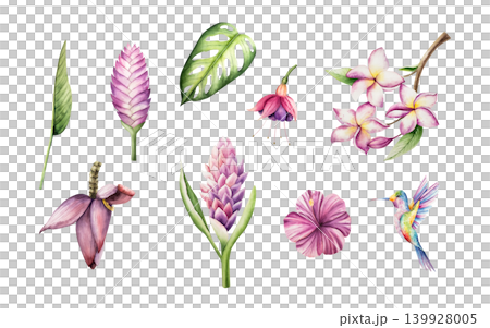 Tropical set, Hummingbird, blooming frangipani, Tillandsia, curcuma, fuchsia, banana flowers on on a branch. Watercolor hand drawn monstera leaf plumeria, Ginger plant. Isolated botanical illustration Tropical set, Hummingbird, blooming frangipani, Tillandsia, curcuma, fuchsia, banana flowers on on a branch. Watercolor hand drawn monstera leaf plumeria, Ginger plant. Isolated botanical illustration 139928005