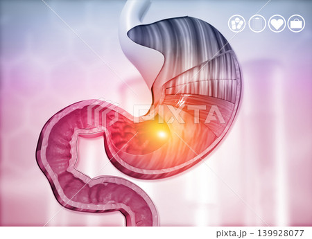 Cross section of human stomach diagram 139928077