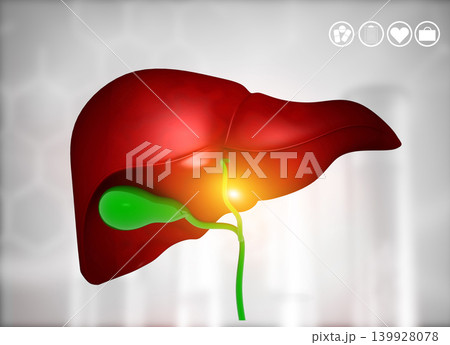 Human Liver Anatomy Human Liver Anatomy 139928078