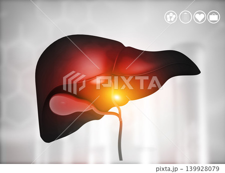 Human Liver Anatomy Human Liver Anatomy 139928079