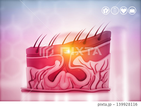 Anatomy of human skin and hair Anatomy of human skin and hair 139928116