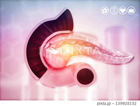Anatomy of pancreas Anatomy of pancreas 139928132