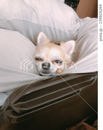 眠そうなチワワクッションに顔をうずめる犬 眠そうなチワワクッションに顔をうずめる犬 139928264