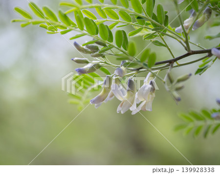 初夏のソフォラ・ダビディの花 初夏のソフォラ・ダビディの花 139928338