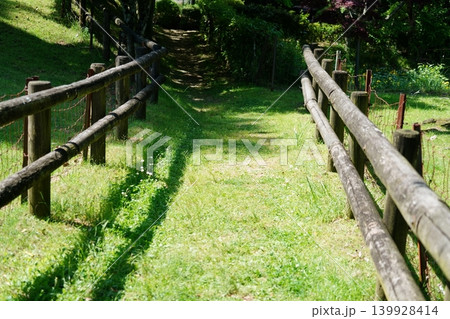 森の小道 森の小道 139928414