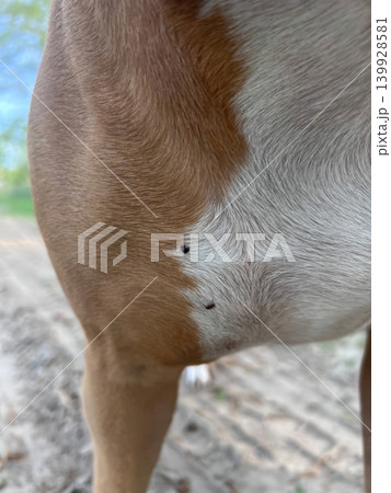 Close-up of a brown and white pitbull dog with two black ticks embedded in its fur on its side, standing on a dirt path. 139928581