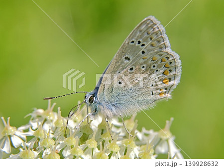 Common blue butterfly 139928632